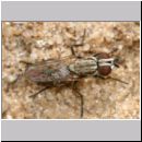 Kleptoparasit 09 4mm.jpg